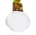 White Wax Amaryllis 23 bulbs per box bulb size 30+