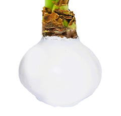 White Wax Amaryllis 23 bulbs per box bulb size 30+