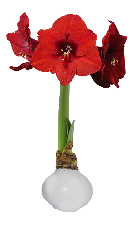 White Wax Amaryllis 23 bulbs per box bulb size 30+